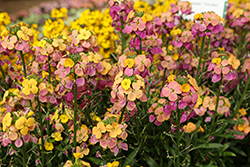 Erysistible Tricolor Wallflower (Erysimum linifolium 'Erysistible Tricolor') at Lakeshore Garden Centres