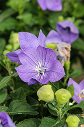 Twinkle Blue Balloon Flower (Platycodon grandiflorus 'Twinkle Blue') at Lakeshore Garden Centres