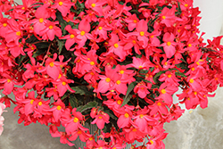 Florencio Cerise Begonia (Begonia 'Florencio Cerise') at Lakeshore Garden Centres