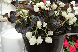Birthday Bash Cream Puff Begonia (Begonia 'Birthday Bash Cream Puff') at Lakeshore Garden Centres