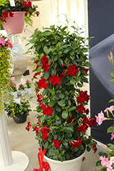 Madinia Maximo Red Mandevilla (Mandevilla 'Madinia Maximo Red') at Lakeshore Garden Centres