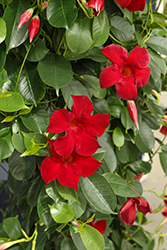 Madinia Maximo Red Mandevilla (Mandevilla 'Madinia Maximo Red') at Lakeshore Garden Centres