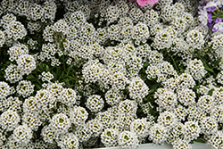 Yolo White Sweet Alyssum (Lobularia maritima 'Yolo White') at Lakeshore Garden Centres