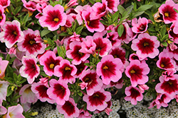Aloha Kona Hula Pink Calibrachoa (Calibrachoa 'Aloha Kona Hula Pink') at Lakeshore Garden Centres