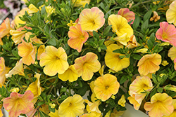 Bloomtastic Honey Calibrachoa (Calibrachoa 'Bloomtastic Honey') at Lakeshore Garden Centres