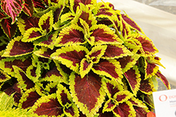 Main Street Alligator Alley Coleus (Solenostemon scutellarioides 'Alligator Alley') at Lakeshore Garden Centres