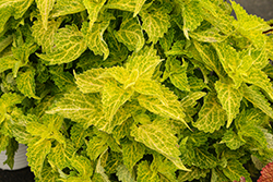 River Walk Coleus (Solenostemon scutellarioides 'River Walk') at Lakeshore Garden Centres