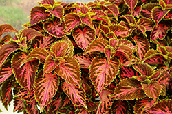Franklin Street Coleus (Solenostemon scutellarioides 'Franklin Street') at Lakeshore Garden Centres