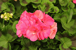Big EEZE Coral Geranium (Pelargonium 'Big EEZE Coral') at Lakeshore Garden Centres