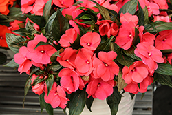 Magnum Hot Pink New Guinea Impatiens (Impatiens 'Magnum Hot Pink') at Lakeshore Garden Centres