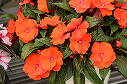 Magnum Orange New Guinea Impatiens (Impatiens 'Magnum Orange') at Lakeshore Garden Centres