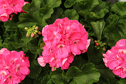 Big EEZE Pink Panther Geranium (Pelargonium 'Big EEZE Pink Panther') at Lakeshore Garden Centres