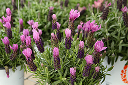 La Diva Lush Purple Lavender (Lavandula stoechas 'La Diva Lush Purple') at Lakeshore Garden Centres