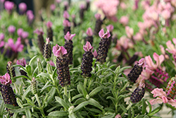 La Diva Big Night Lavender (Lavandula stoechas 'La Diva Big Night') at Lakeshore Garden Centres