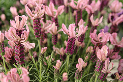 La Diva Berry Rosey Lavender (Lavandula stoechas 'La Diva Berry Rosey') at Lakeshore Garden Centres
