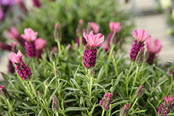 La Diva Papillon Deep Rose Lavender (Lavandula stoechas 'La Diva Papillon Deep Rose') at Lakeshore Garden Centres