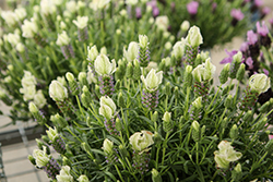 La Diva Papillon White Lavender (Lavandula stoechas 'La Diva Papillon White') at Lakeshore Garden Centres