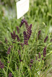 La Diva Vintage Amethyst Lavender (Lavandula angustifolia 'La Diva Vintage Amethyst') at Lakeshore Garden Centres