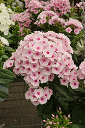 Flame Pro Baby Doll Garden Phlox (Phlox paniculata 'Flame Pro Baby Doll') at Lakeshore Garden Centres
