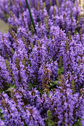 Noble Knight Sage (Salvia nemorosa 'Noble Knight') at Lakeshore Garden Centres