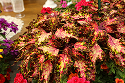 Down Town Santa Monica Coleus (Solenostemon scutellarioides 'Santa Monica') at Lakeshore Garden Centres