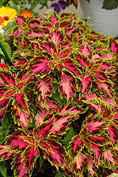 Down Town Vegas Neon Coleus (Solenostemon scutellarioides 'Vegas Neon') at Lakeshore Garden Centres