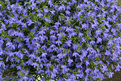 Bella Mare Lobelia (Lobelia erinus 'Bella Mare') at Lakeshore Garden Centres