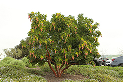 Marina Strawberry Tree (Arbutus 'Marina') at Lakeshore Garden Centres