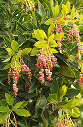 Marina Strawberry Tree (Arbutus 'Marina') at Lakeshore Garden Centres