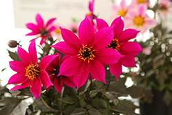 Mystic Dahlias Mystic Wizard Dahlia (Dahlia 'Mystic Wizard') at Lakeshore Garden Centres