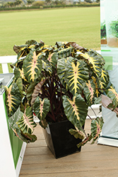 Royal Hawaiian Waikiki Elephant Ear (Colocasia esculenta 'Waikiki') at Lakeshore Garden Centres