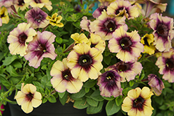 Surfinia Heavenly Blackberries and Cream Petunia (Petunia 'Surfinia Heavenly Blackberries and Cream') at Lakeshore Garden Centres