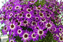Senetti Violet Bicolor Pericallis (Pericallis 'Senetti Violet Bicolor') at Lakeshore Garden Centres