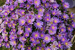 Senetti Lavender Dawn Pericallis (Pericallis 'Senetti Lavender Dawn') at Lakeshore Garden Centres