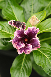 Soiree Flamenco Plum Velvet Vinca (Catharanthus roseus 'Soiree Flamenco Plum Velvet') at Lakeshore Garden Centres