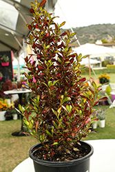 Evening Glow Mirror Bush (Coprosma repens 'Evening Glow') at Lakeshore Garden Centres