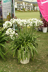 Ever White Agapanthus (Agapanthus 'WP001') at Lakeshore Garden Centres