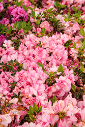 Encore Autumn Kiss Azalea (Rhododendron 'Roblezp') at Lakeshore Garden Centres