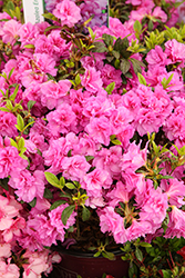Encore Autumn Majesty Azalea (Rhododendron 'Roblezd') at Lakeshore Garden Centres