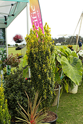 Golden Sky Japanese Holly (Ilex crenata 'Dro-IMT') at Lakeshore Garden Centres