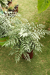 Silver Caress Mahonia (Mahonia eurybracteata 'ALT 2') at Lakeshore Garden Centres