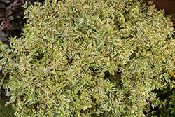 Suntastic Pink Abelia (Abelia x grandiflora 'Suntastic Pink') at Lakeshore Garden Centres