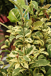 Misty River Fragrant Tea Olive (Osmanthus fragrans 'Yinbi Shuanghui') at Lakeshore Garden Centres