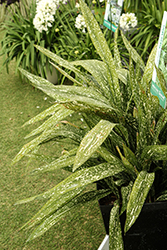 Tokyo Skies Cast Iron Plant (Aspidistra elatior 'Hanado-Raku No1') at Lakeshore Garden Centres