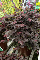 Purple Charm Fringeflower (Loropetalum chinense 'Purple Charm') at Lakeshore Garden Centres