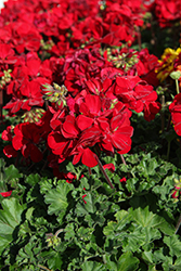 Solera Dark Red Geranium (Pelargonium 'TOSPL200223') at Lakeshore Garden Centres