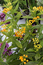 Silky Gold Tropical Milkweed (Asclepias curassavica 'Silky Gold') at Lakeshore Garden Centres