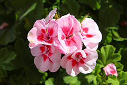 Sunrise Ruby+Fringe Geranium (Pelargonium 'KLEPZ22698') at Lakeshore Garden Centres