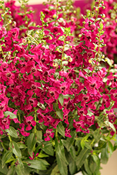 Archangel Fuchsia Angelonia (Angelonia angustifolia 'Balarchsia') at Lakeshore Garden Centres