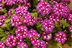 Firehouse Violet Wink Verbena (Verbena 'Balfirevionk') at Lakeshore Garden Centres